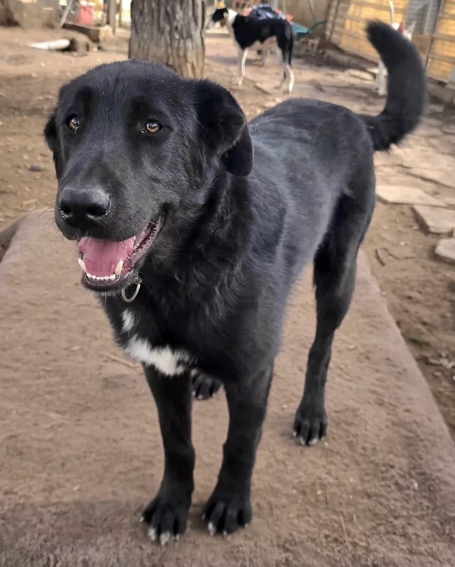 Linda, female 7yo German Shepherd for adoption at Hundehilfe Deutschland e.V., Pohlheim