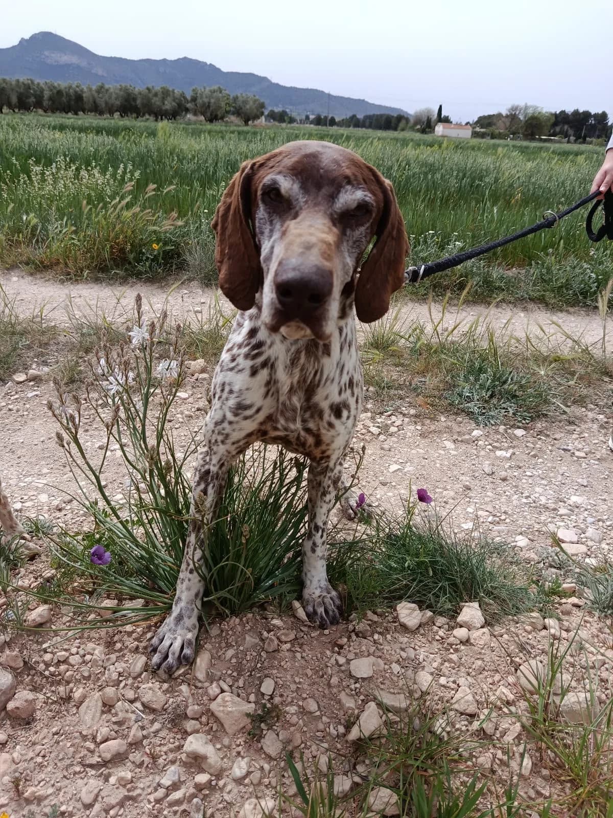 Lluvia, female young Mixed Breed for adoption at Hundehilfe Deutschland e.V., Pohlheim