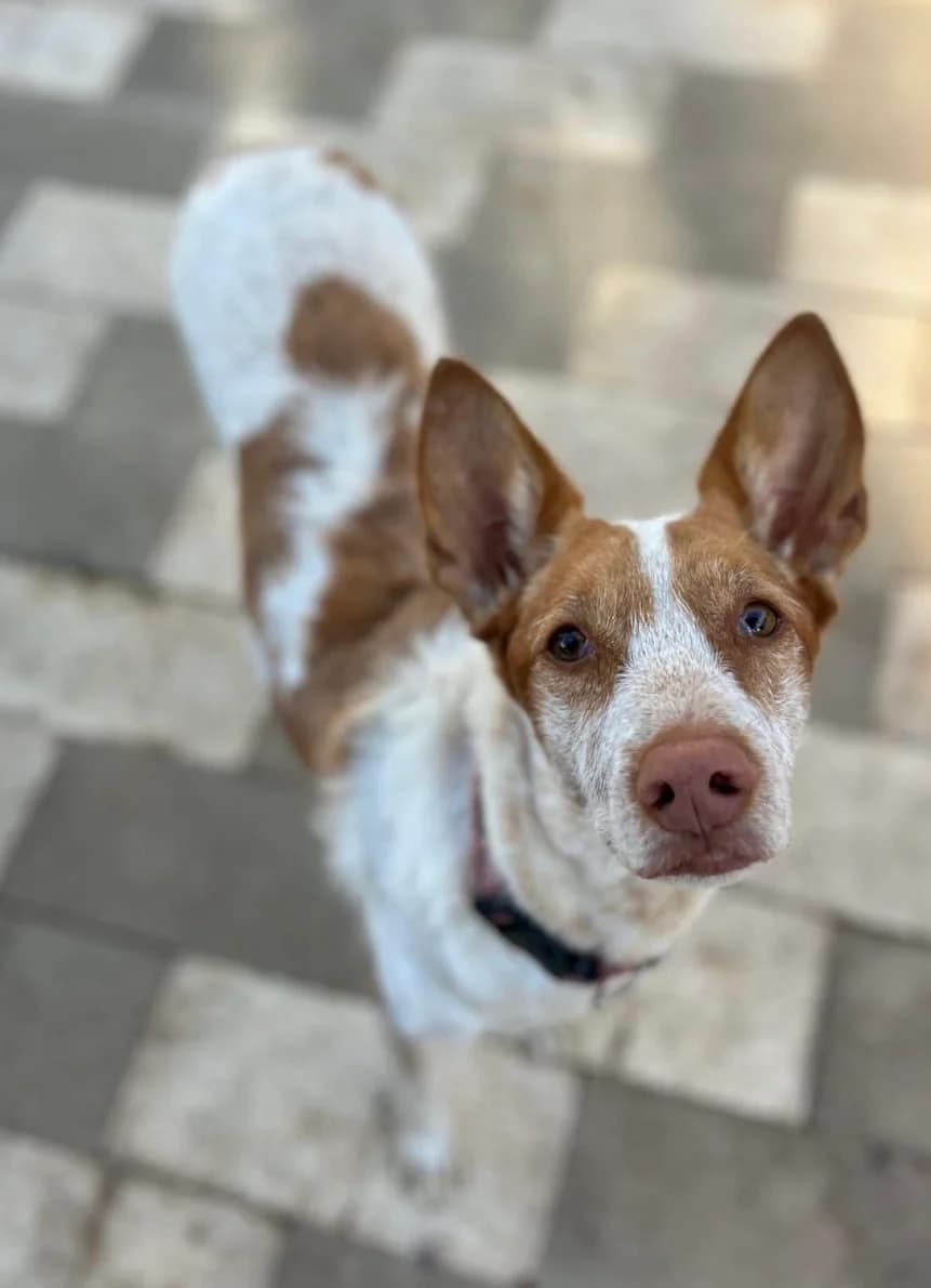 Brigitte, female 5yo Pointer for adoption at Hundehilfe Deutschland e.V., Pohlheim