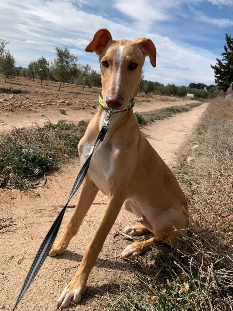 Roque - Nürnberg, male 4yo Galgo Español for adoption at Hundehilfe Deutschland e.V., Pohlheim