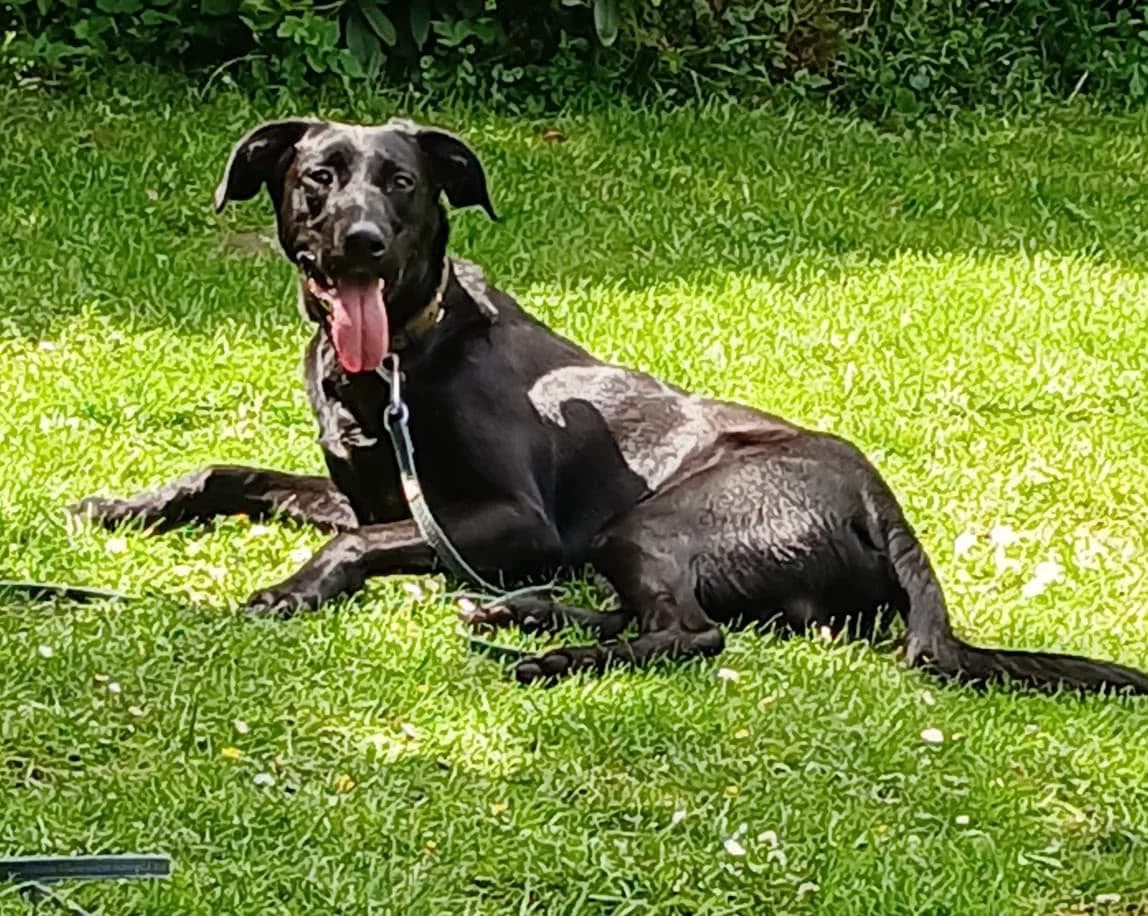 Taco - Nümbrecht, male 5yo Podenco for adoption at Hundehilfe Deutschland e.V., Pohlheim