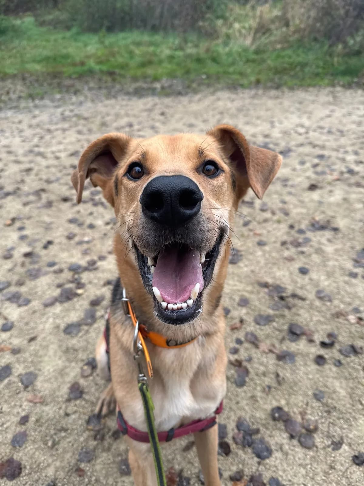 Tamara, female 5yo Mixed Breed for adoption at Hundehilfe Deutschland e.V., Pohlheim