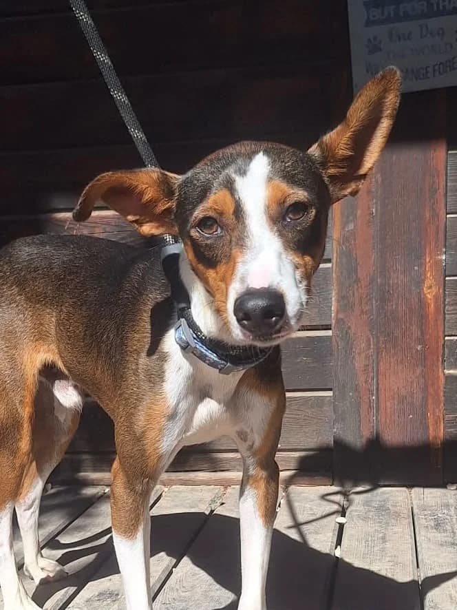 Amir - noch in Spanien, male puppy Mixed Breed for adoption at Hundehilfe Deutschland e.V., Pohlheim