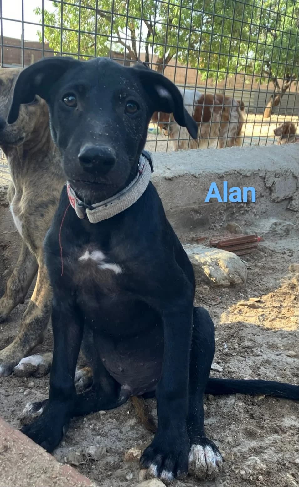 Ares - noch in Spanien, male puppy Mixed Breed for adoption at Hundehilfe Deutschland e.V., Pohlheim