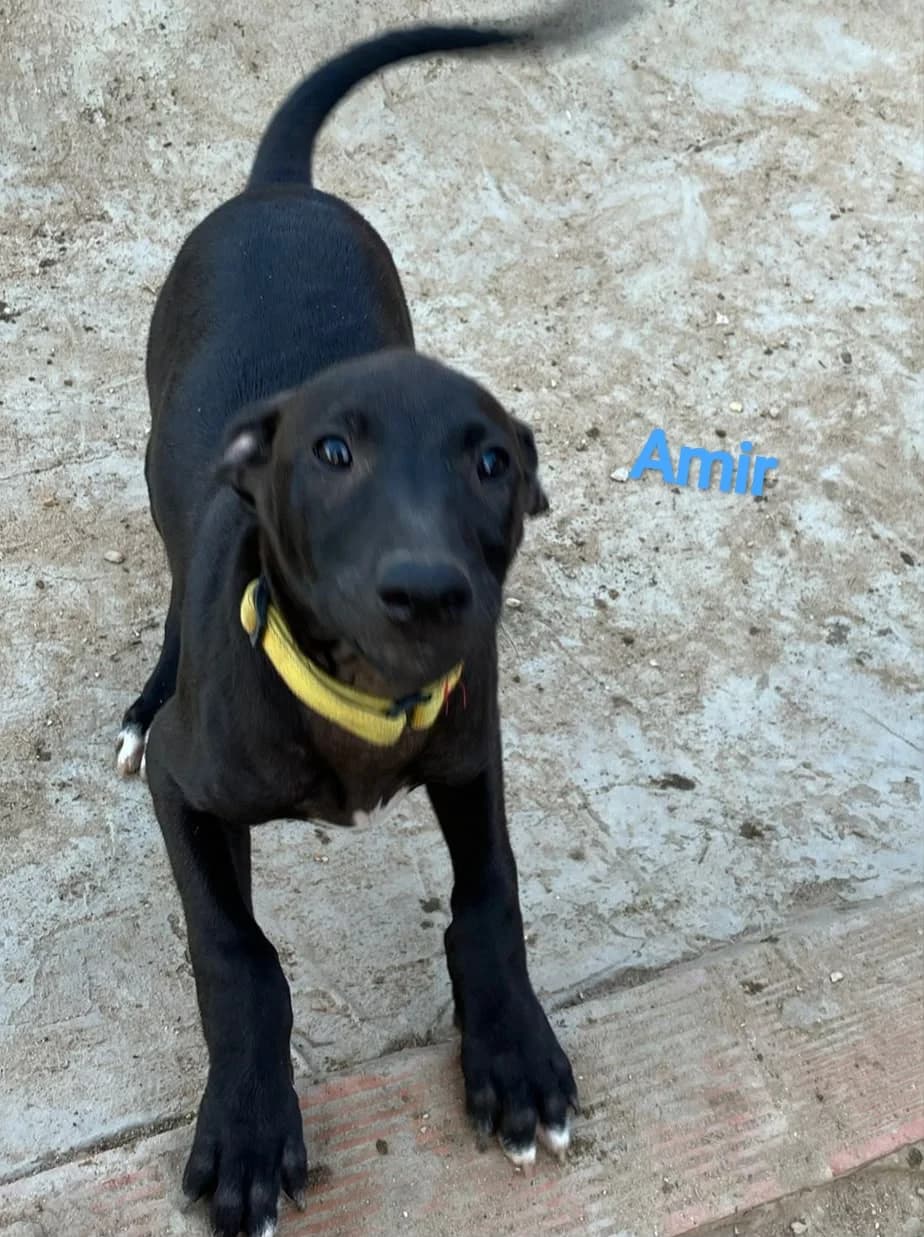 Argo - noch in Spanien, male puppy Mixed Breed for adoption at Hundehilfe Deutschland e.V., Pohlheim