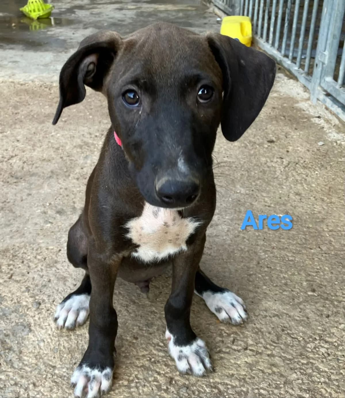Beisha - noch in Spanien, female puppy Mixed Breed for adoption at Hundehilfe Deutschland e.V., Pohlheim