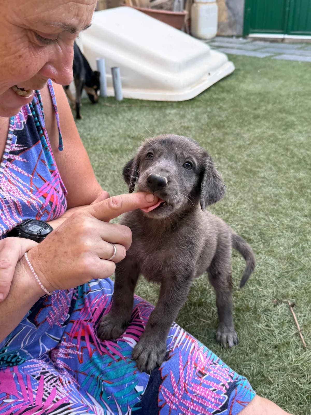 Bert - noch in Spanien, male puppy Mixed Breed for adoption at Hundehilfe Deutschland e.V., Pohlheim