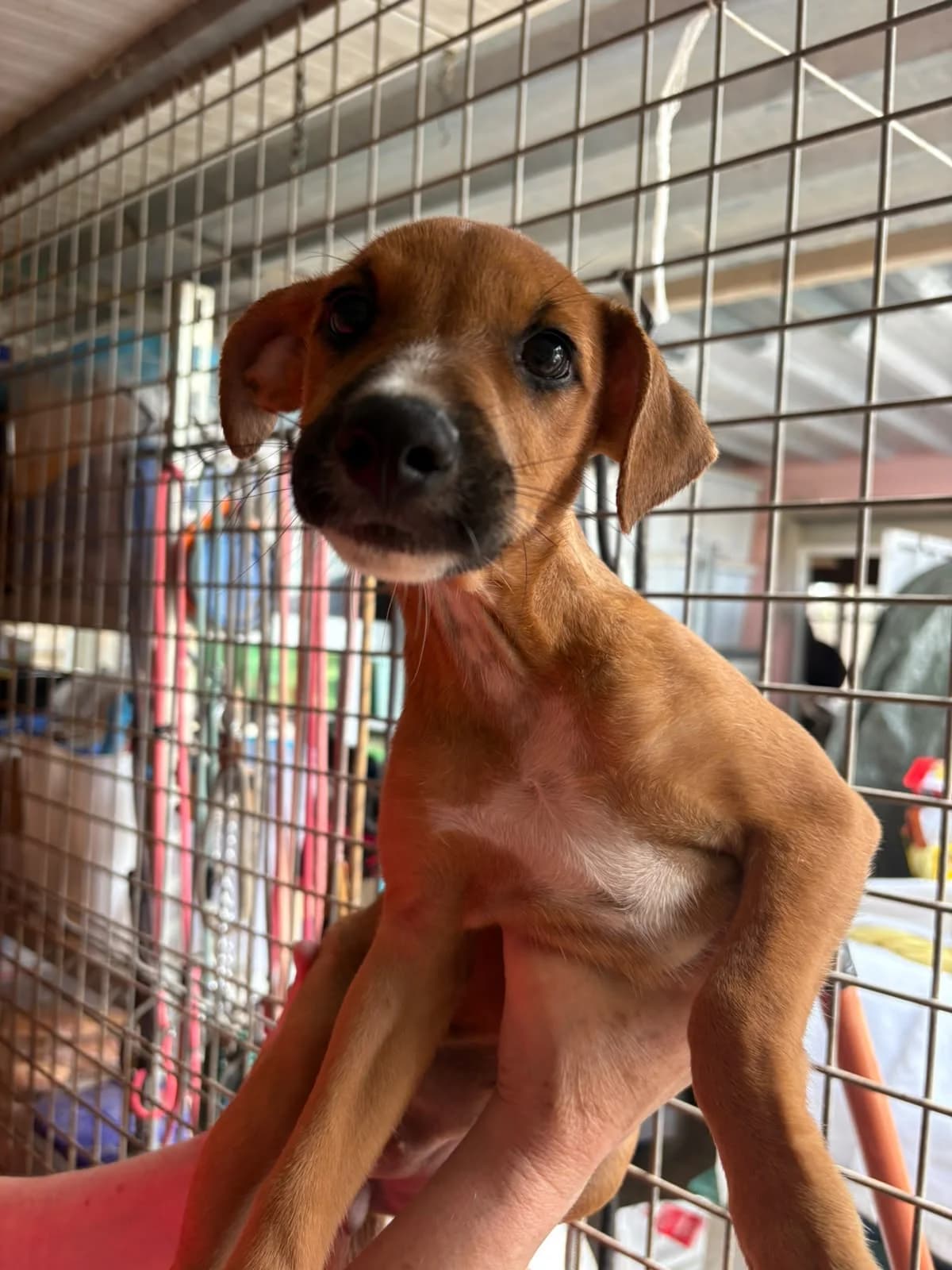 Buchette - noch in Spanien, male senior Mixed Breed for adoption at Hundehilfe Deutschland e.V., Pohlheim