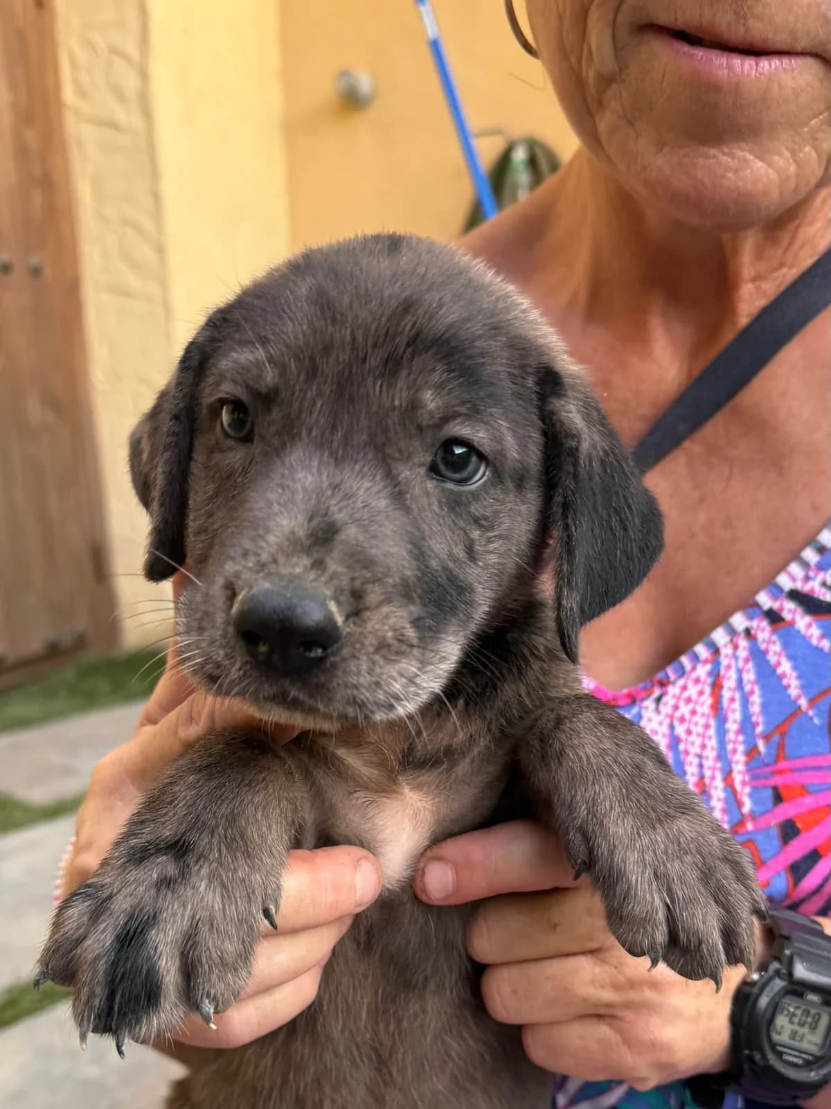 Trixi - noch in Spanien, female puppy Husky for adoption at Hundehilfe Deutschland e.V., Pohlheim