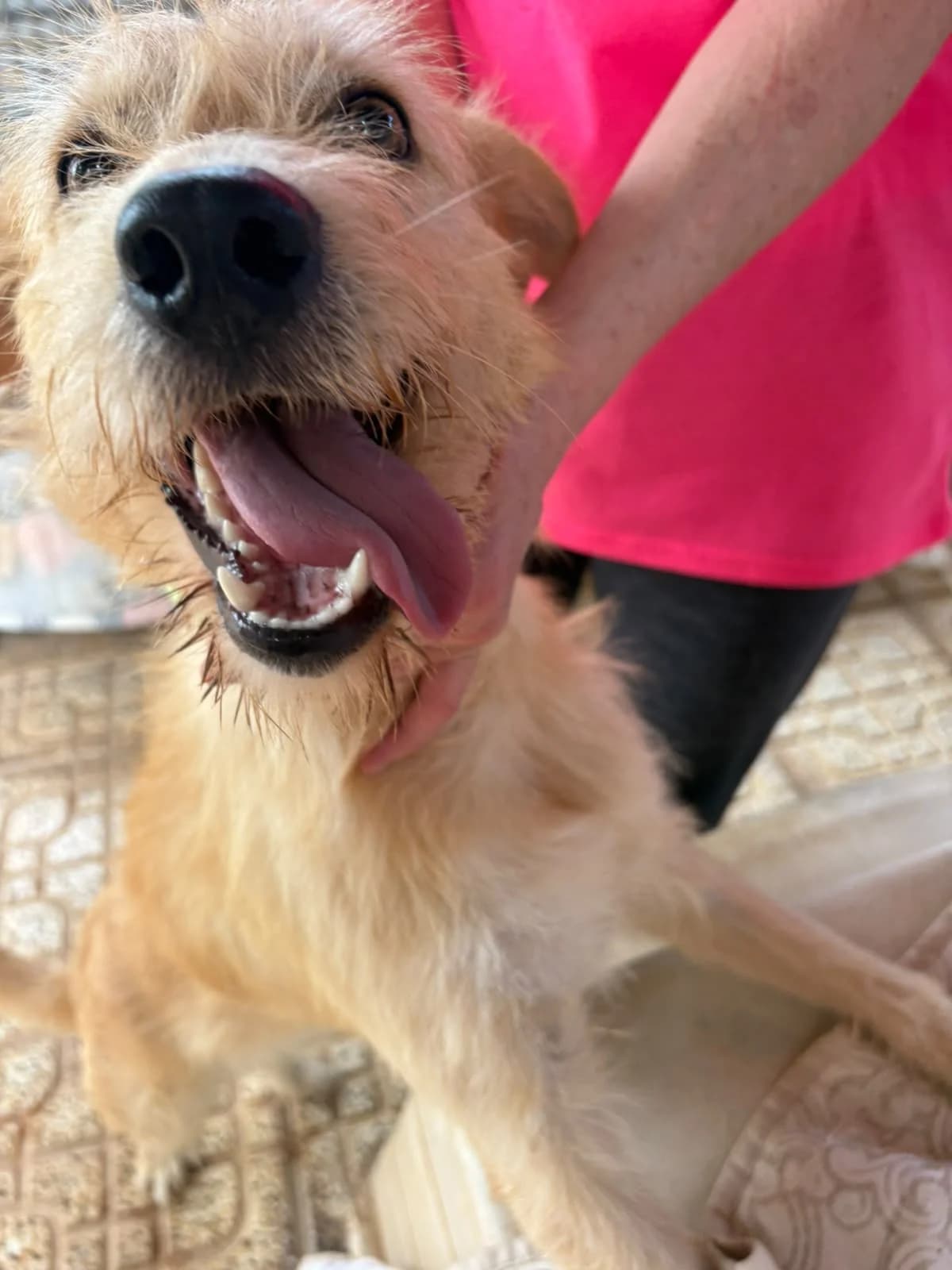Tina - noch in Spanien, female senior Mixed Breed for adoption at Hundehilfe Deutschland e.V., Pohlheim
