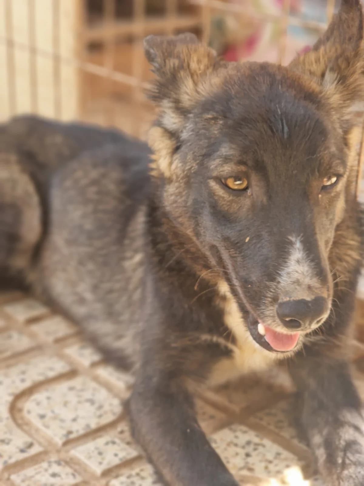 Tom - noch in Spanien, male senior Mixed Breed for adoption at Hundehilfe Deutschland e.V., Pohlheim