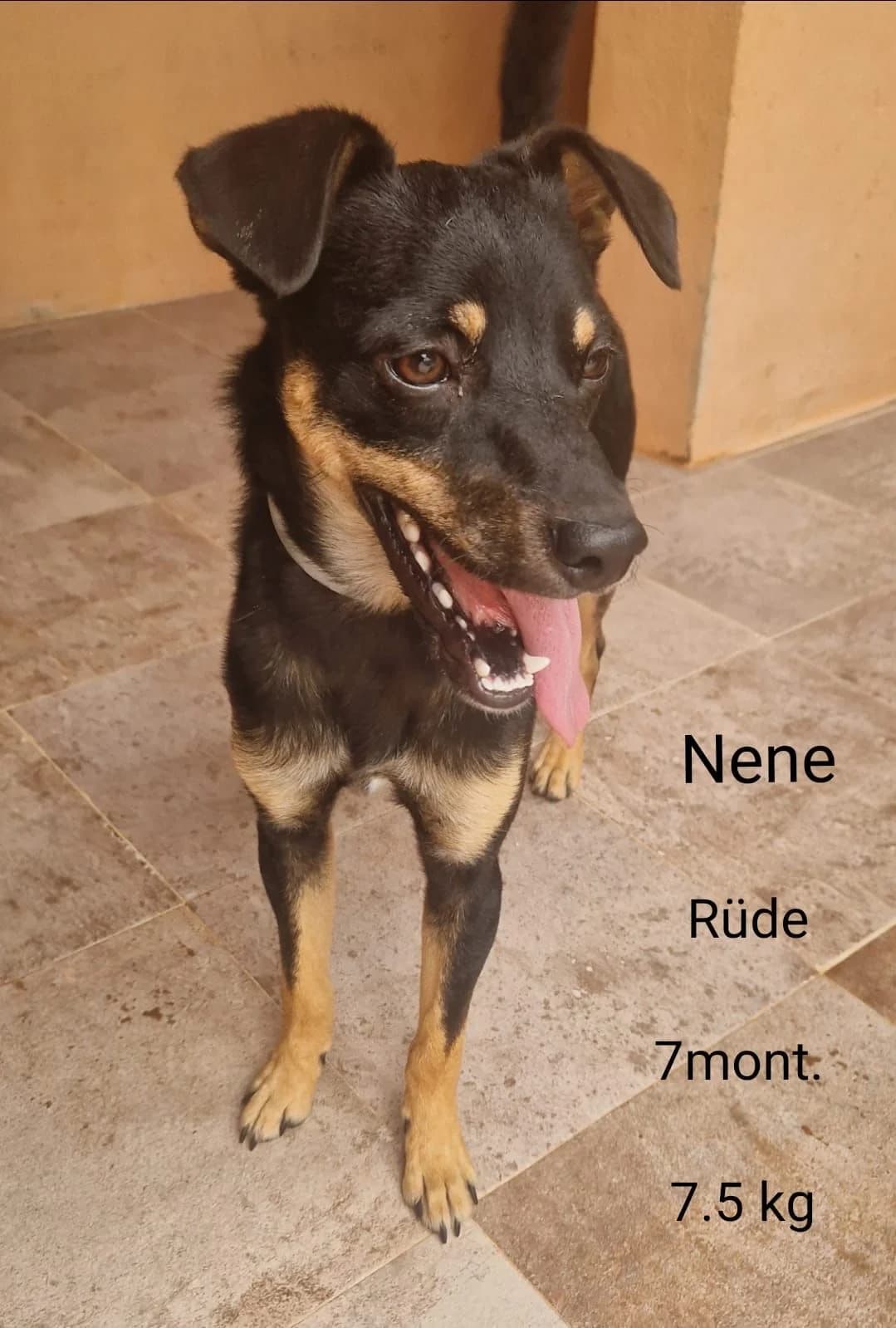 Trixi - noch in Spanien, female puppy Husky for adoption at Hundehilfe Deutschland e.V., Pohlheim