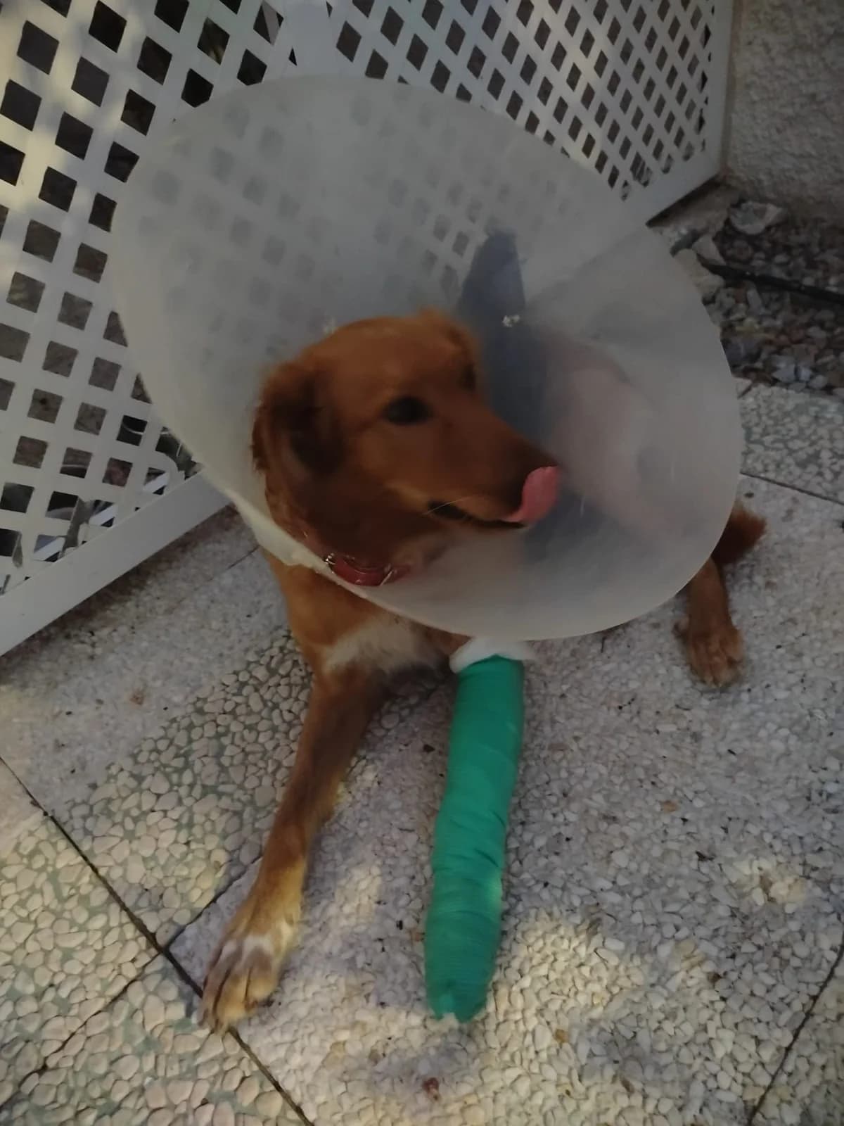 Nala macht weiter Fortschritte, Mixed Breed for adoption at Hundehilfe Deutschland e.V.