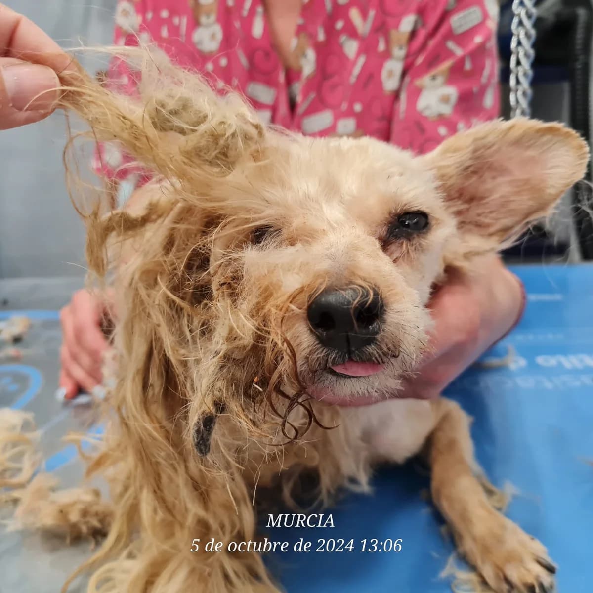 Mal wieder ein Fall von „unmenschlichen Menschen“, female Mixed Breed for adoption at Hundehilfe Deutschland e.V.