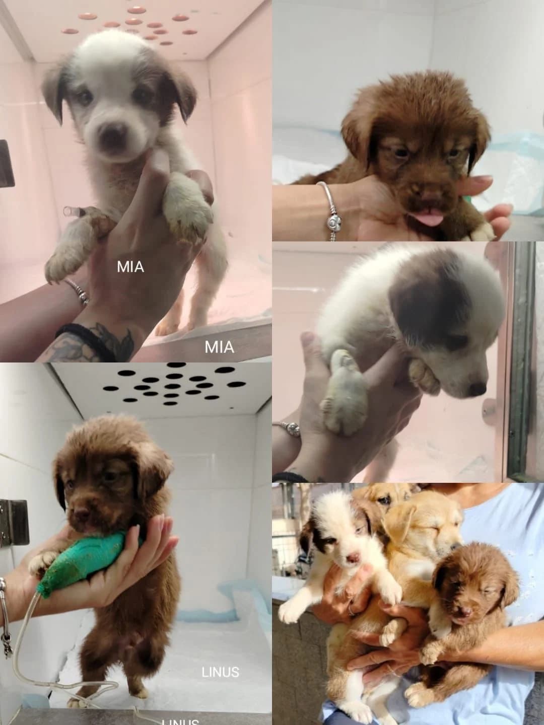 Unterstützung für Welpen benötigt, Mixed Breed for adoption at Hundehilfe Deutschland e.V.