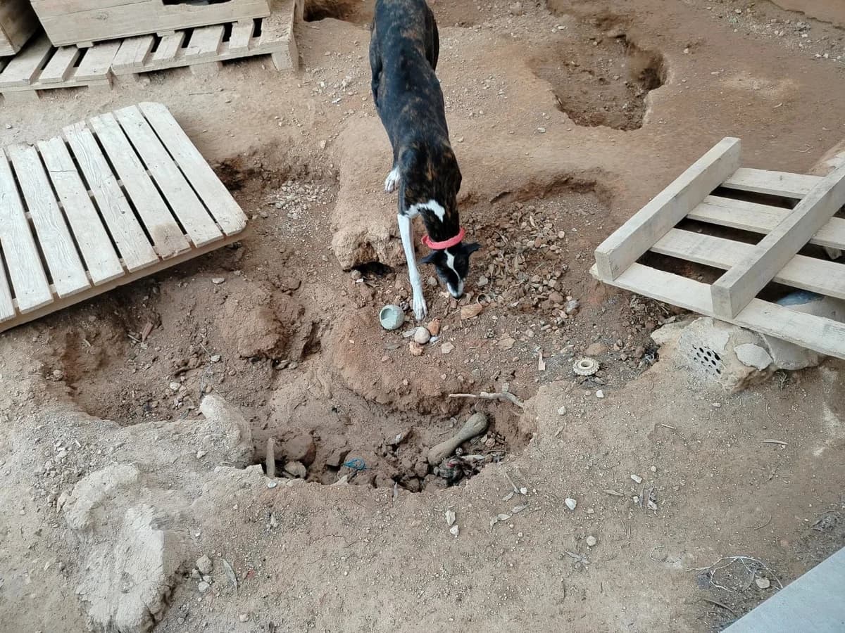 Weiterhin finanzielle Unterstützung nach Unwetter benötigt, Mixed Breed for adoption at Hundehilfe Deutschland e.V.