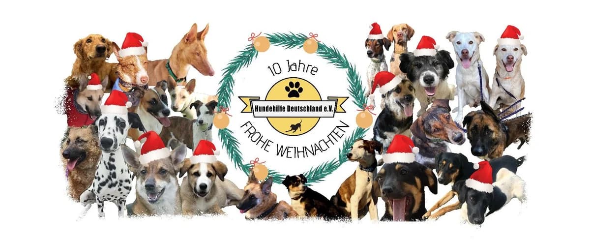 Wir wünsche frohe Weihnachten, Mixed Breed for adoption at Hundehilfe Deutschland e.V.