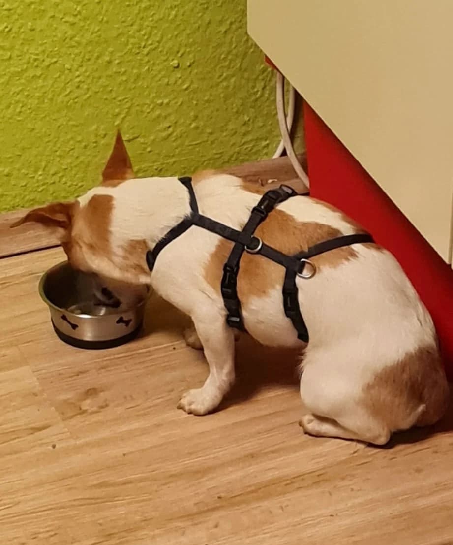 Silvester – der Albtraum für viele Hunde steht vor Tür, Mixed Breed for adoption at Hundehilfe Deutschland e.V.