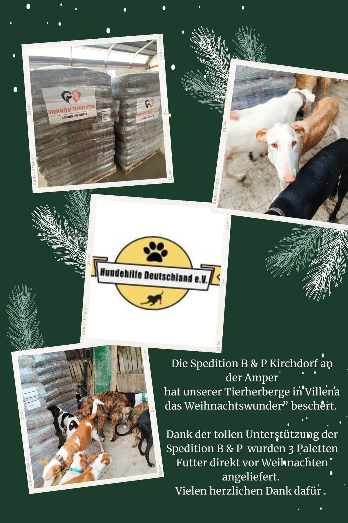 Das Weihnachtswunder von Villena – Danke an die Spedition B & P, Mixed Breed for adoption at Hundehilfe Deutschland e.V.