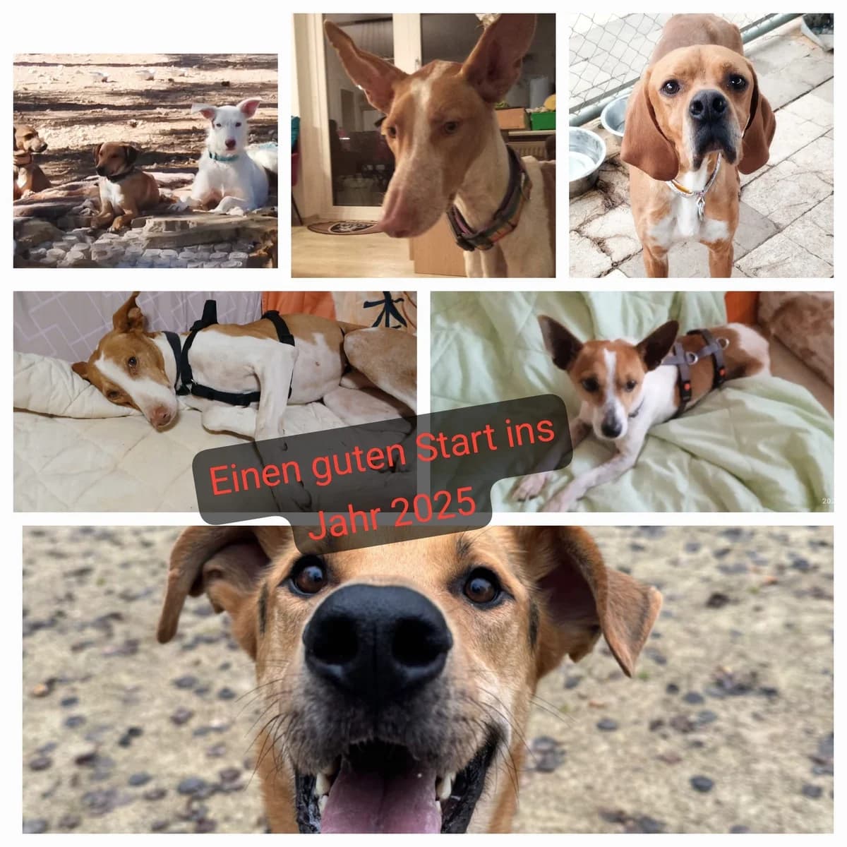 Tschüss 2024 – Hallo 2025, Mixed Breed for adoption at Hundehilfe Deutschland e.V.