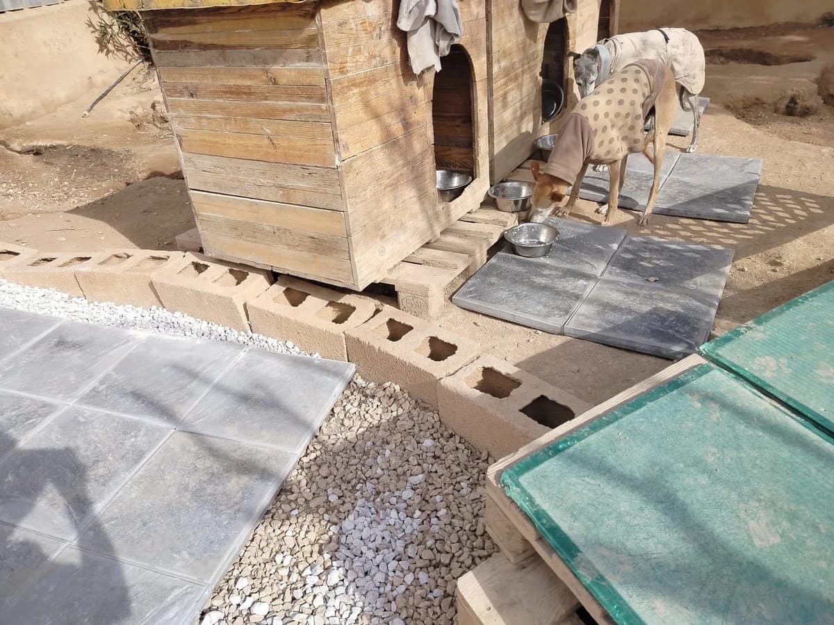 Erste Erneuerungen in Tinas Refugio, Mixed Breed for adoption at Hundehilfe Deutschland e.V.