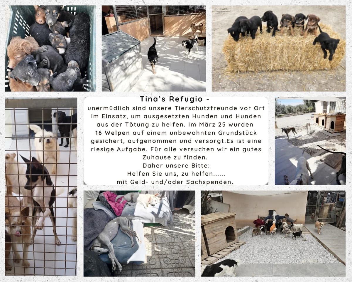 Tinas Refugio, Mixed Breed for adoption at Hundehilfe Deutschland e.V.