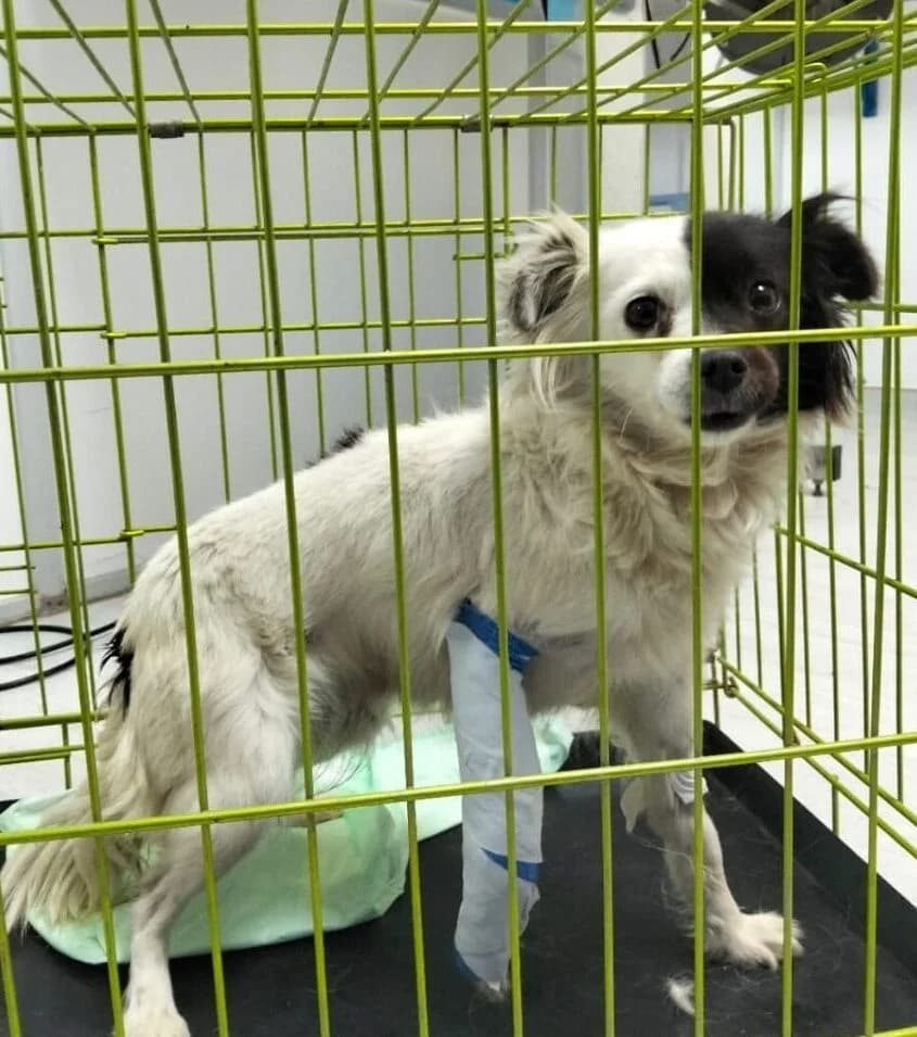 Yeimy – braucht Unterstützung, Mixed Breed for adoption at Hundehilfe Deutschland e.V.