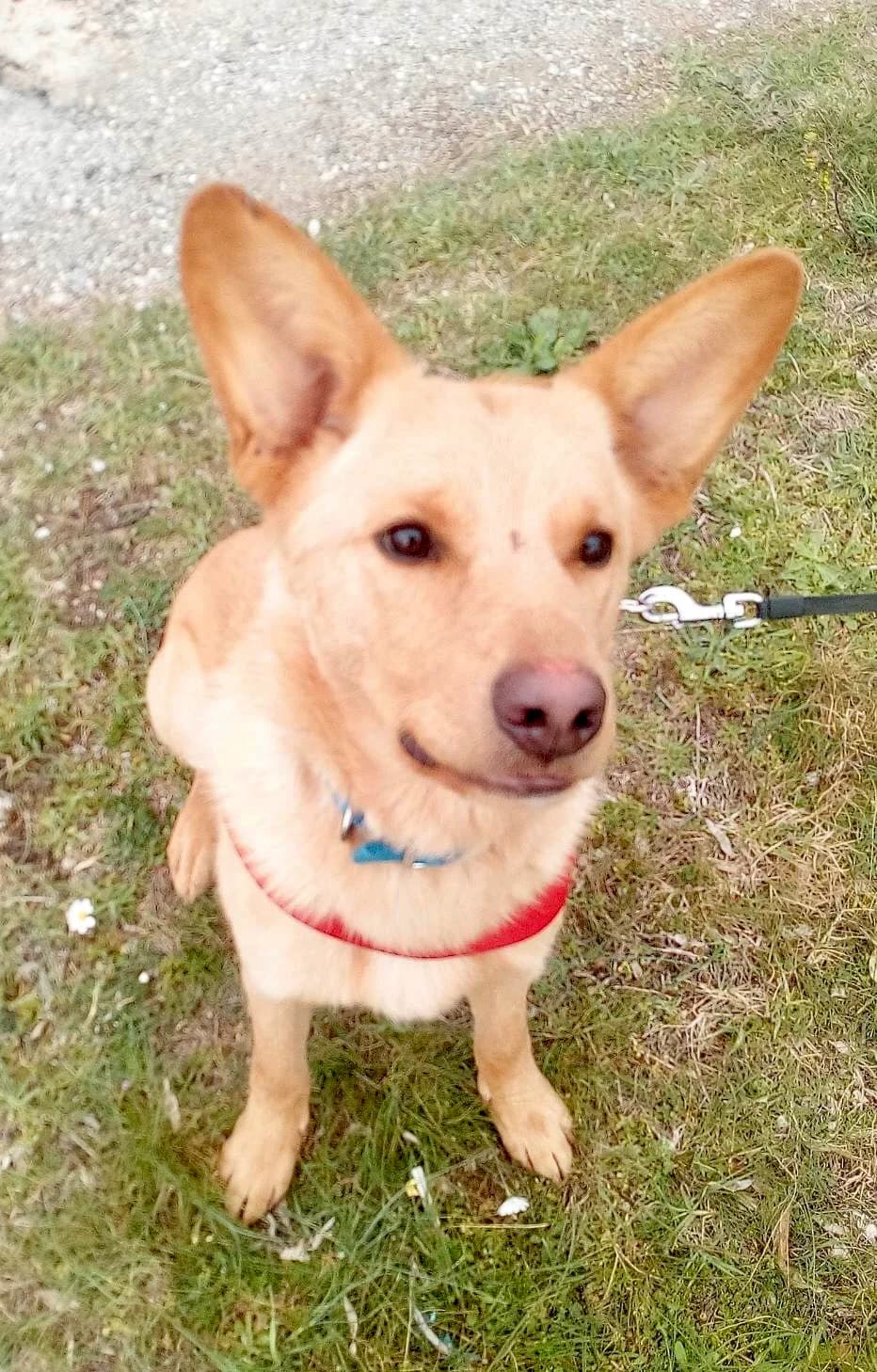 KEKS, male Mixed Breed for adoption at Hundehilfe Europa e.V.