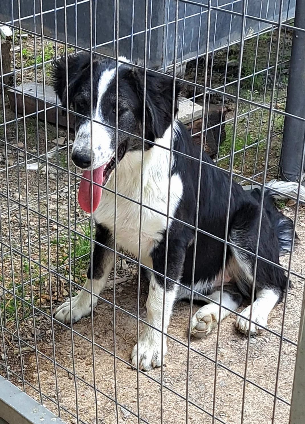LOVEY, female Mixed Breed for adoption at Hundehilfe Europa e.V.