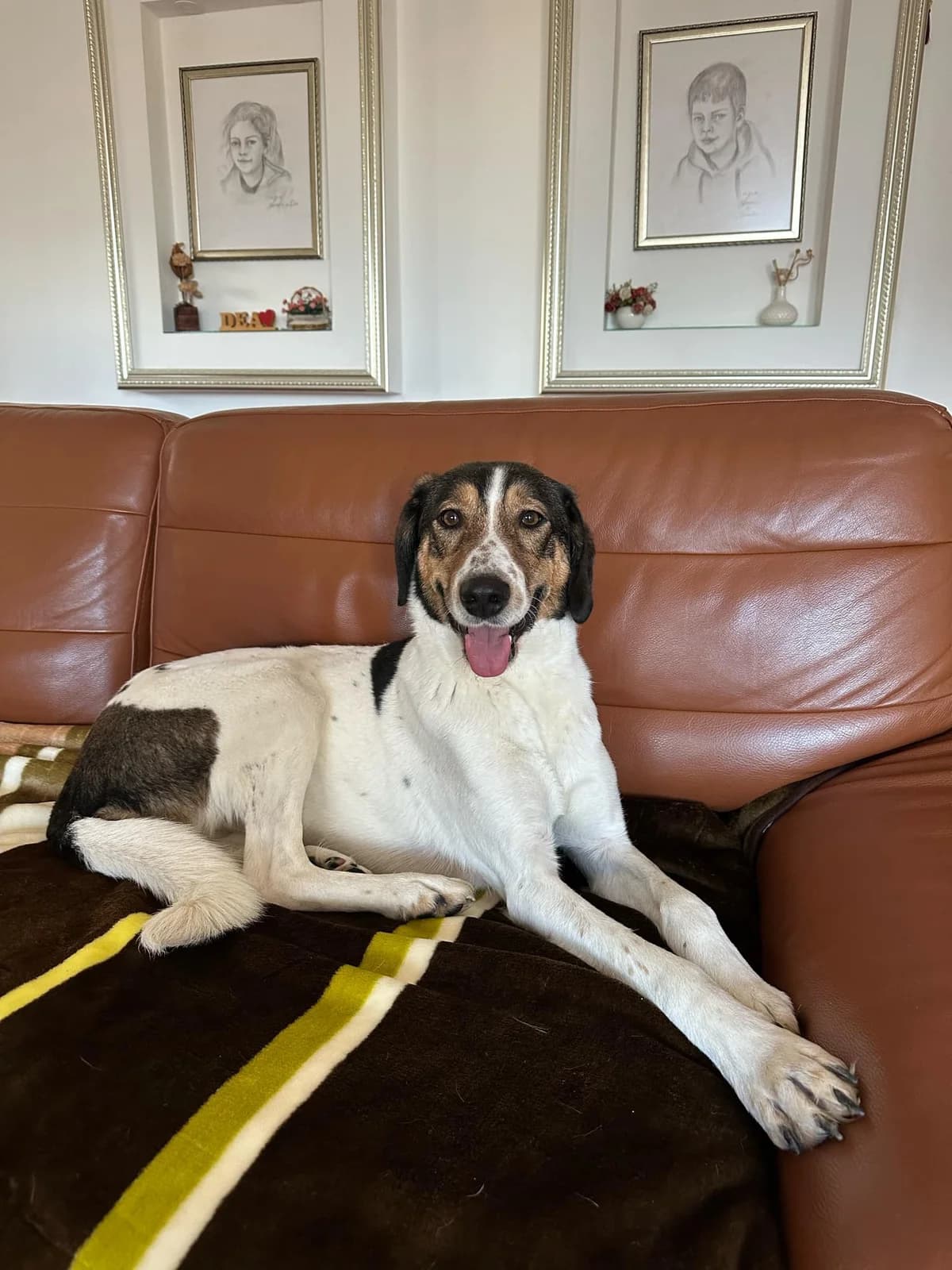 TROLL, male puppy Mixed Breed for adoption at Hundehilfe Europa e.V.