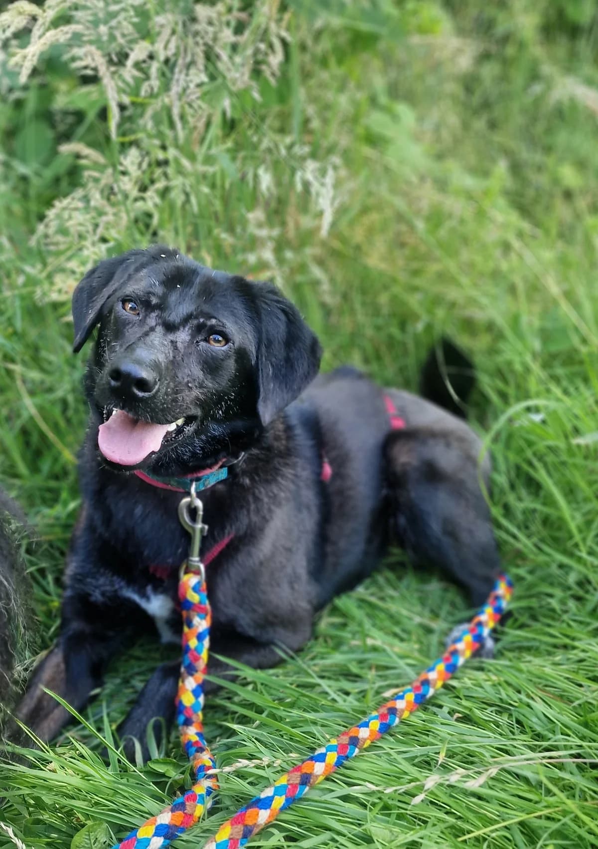 Amy leise Pfoten, großes Potenzial, female young Mixed Breed for adoption at HundeHilfe Koblenz e.V.