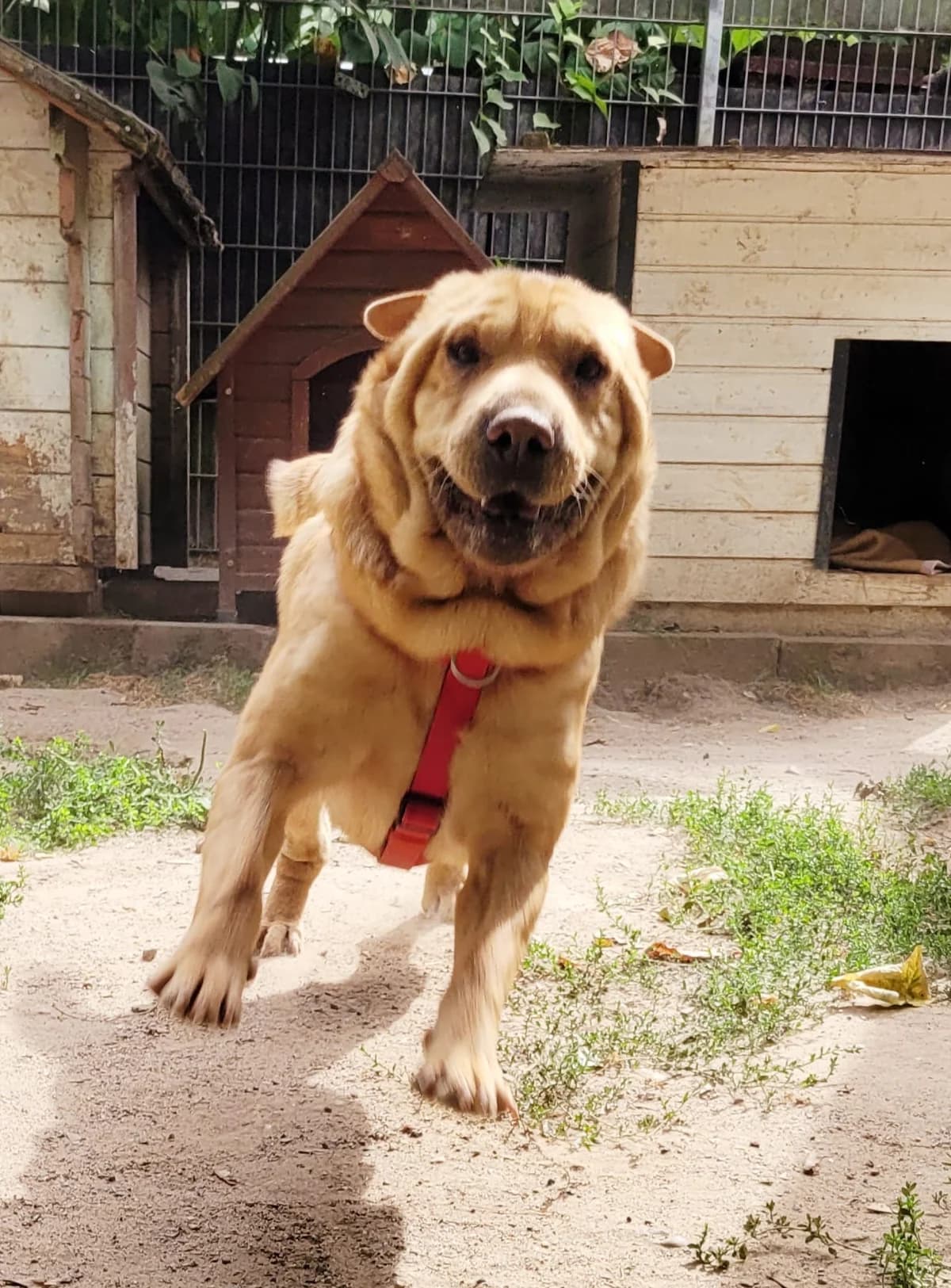Sumy freundliche Sharpeimix-Hündin sucht ihr Zuhause, female 6yo Shar Pei for adoption at HundeHilfe Koblenz e.V.