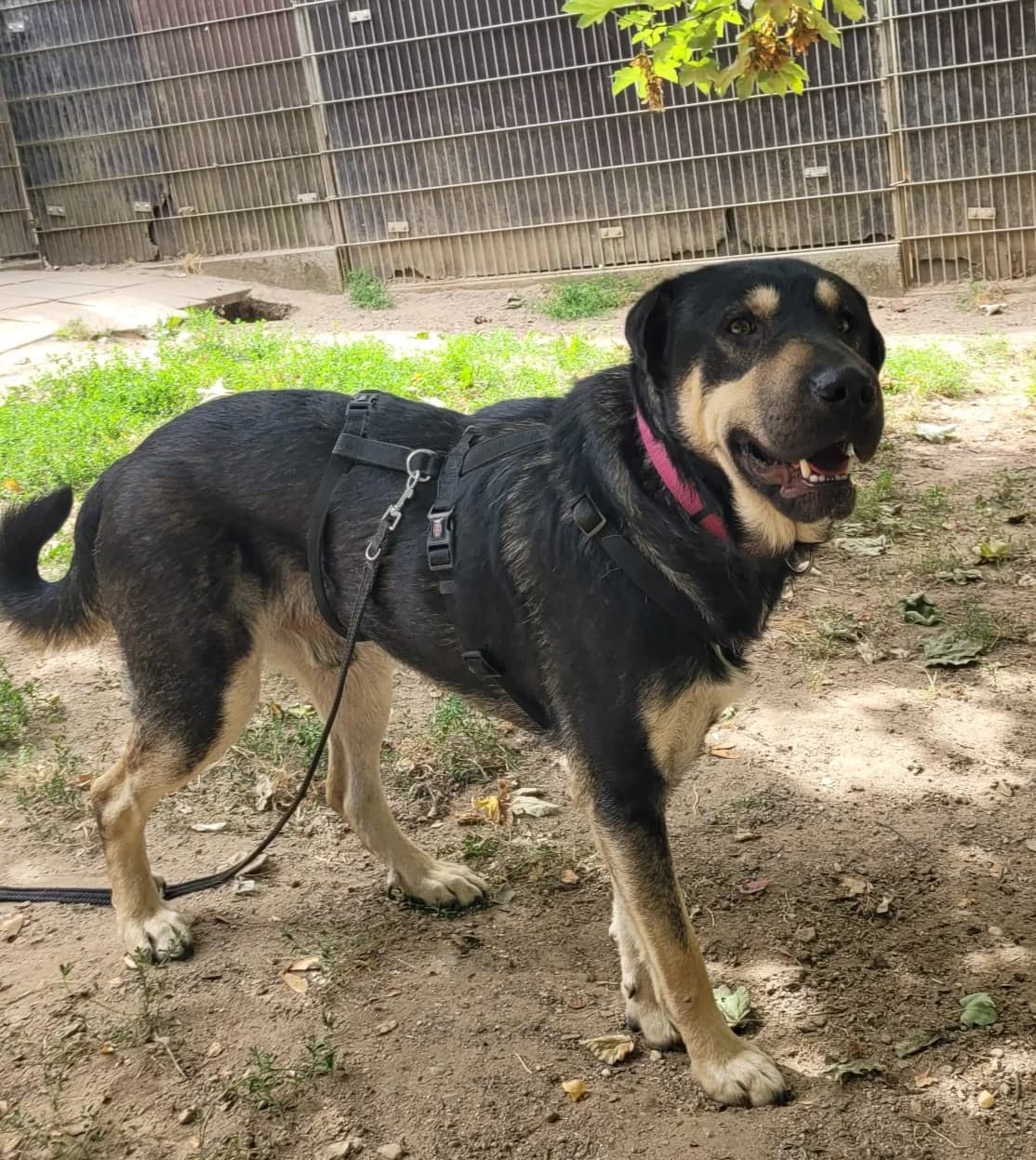 Sharpy vorsichtiger Mischlingsrüde sucht verständnisvolles Zuhause, male 5yo Mixed Breed for adoption at HundeHilfe Koblenz e.V.