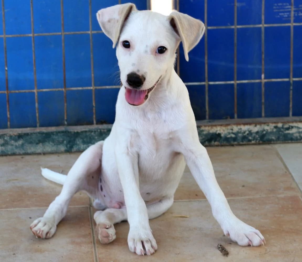 Aaron, male puppy Mixed Breed for adoption at Hundehilfe Kreta e.V.