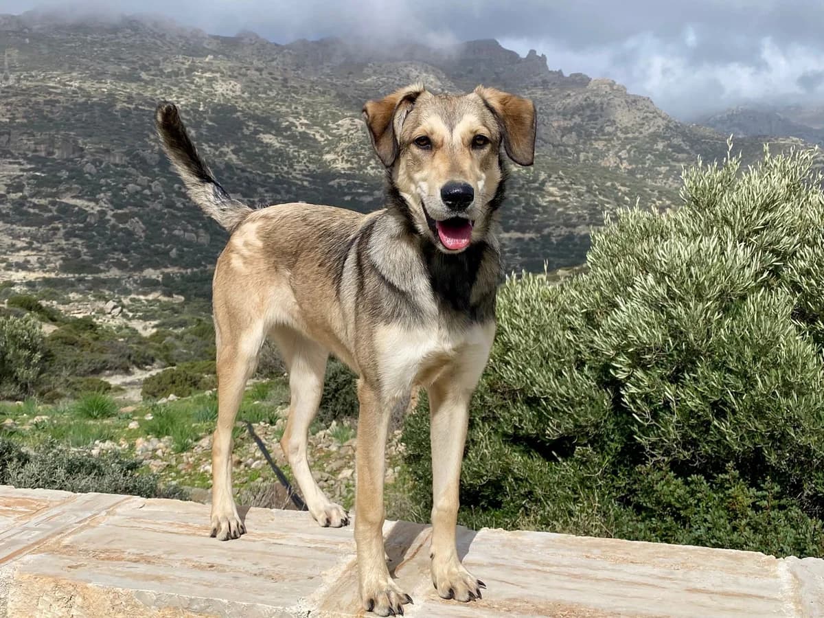 Anka, female young Mixed Breed for adoption at Hundehilfe Kreta e.V.