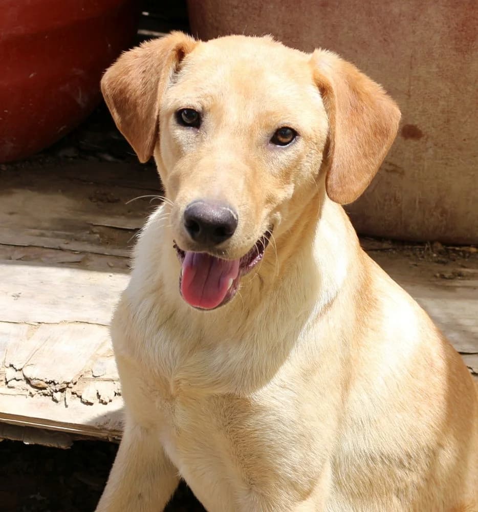 Argo, male puppy Mixed Breed for adoption at Hundehilfe Kreta e.V.