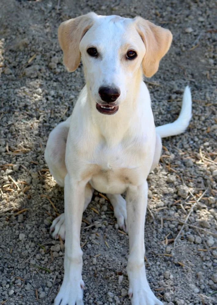Asimenia, female puppy Mixed Breed for adoption at Hundehilfe Kreta e.V.