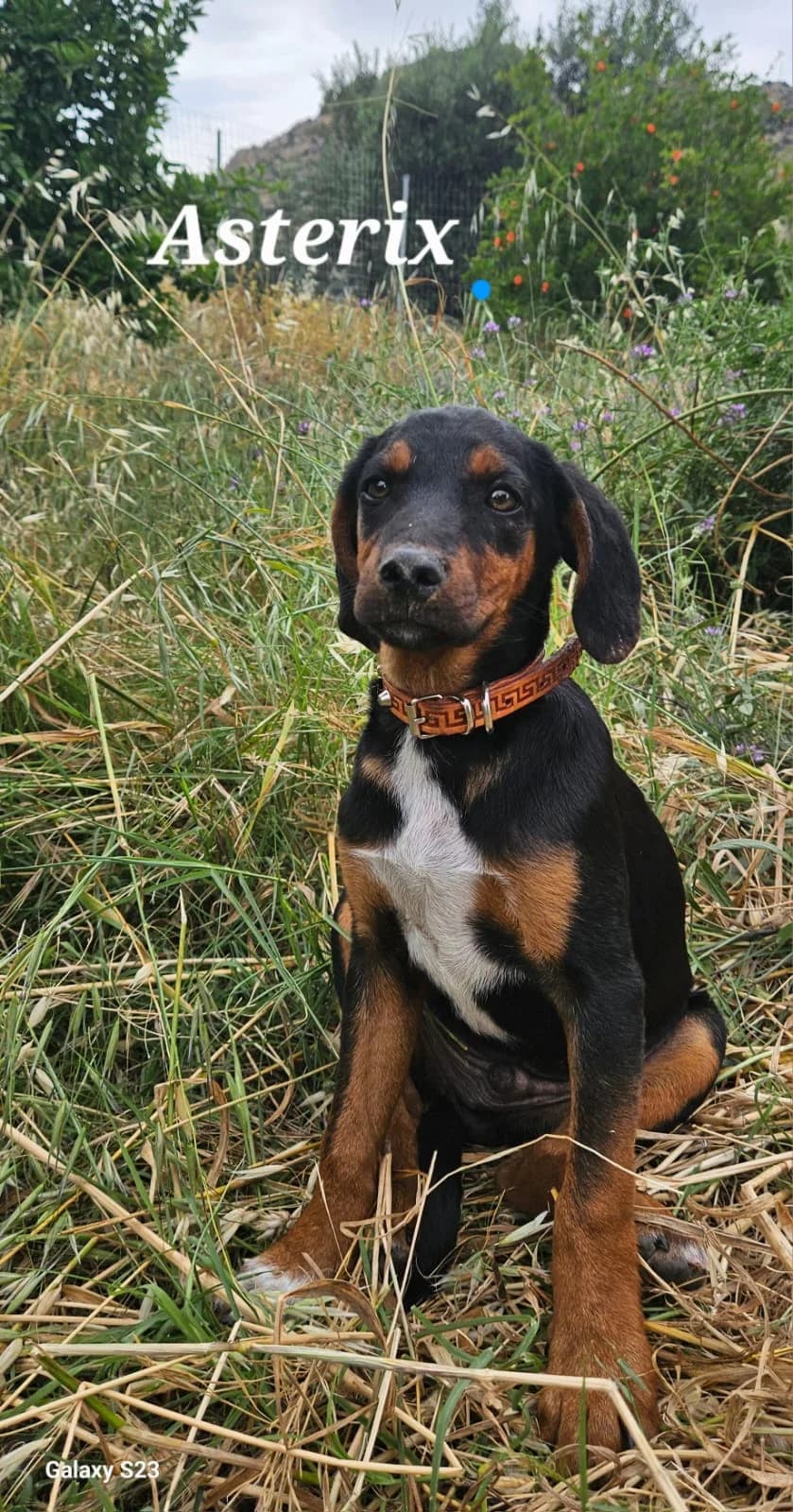 Asterix, male puppy Mixed Breed for adoption at Hundehilfe Kreta e.V.