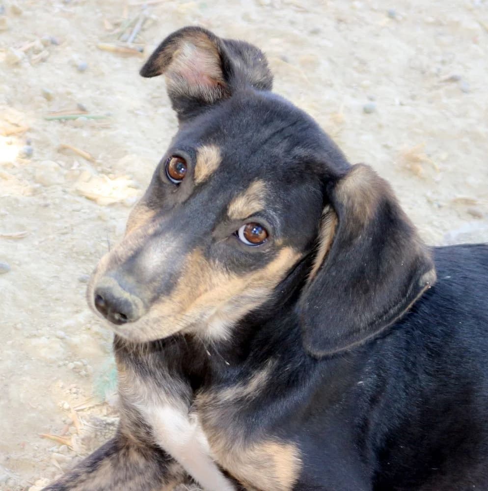 Batman, male puppy Mixed Breed for adoption at Hundehilfe Kreta e.V.