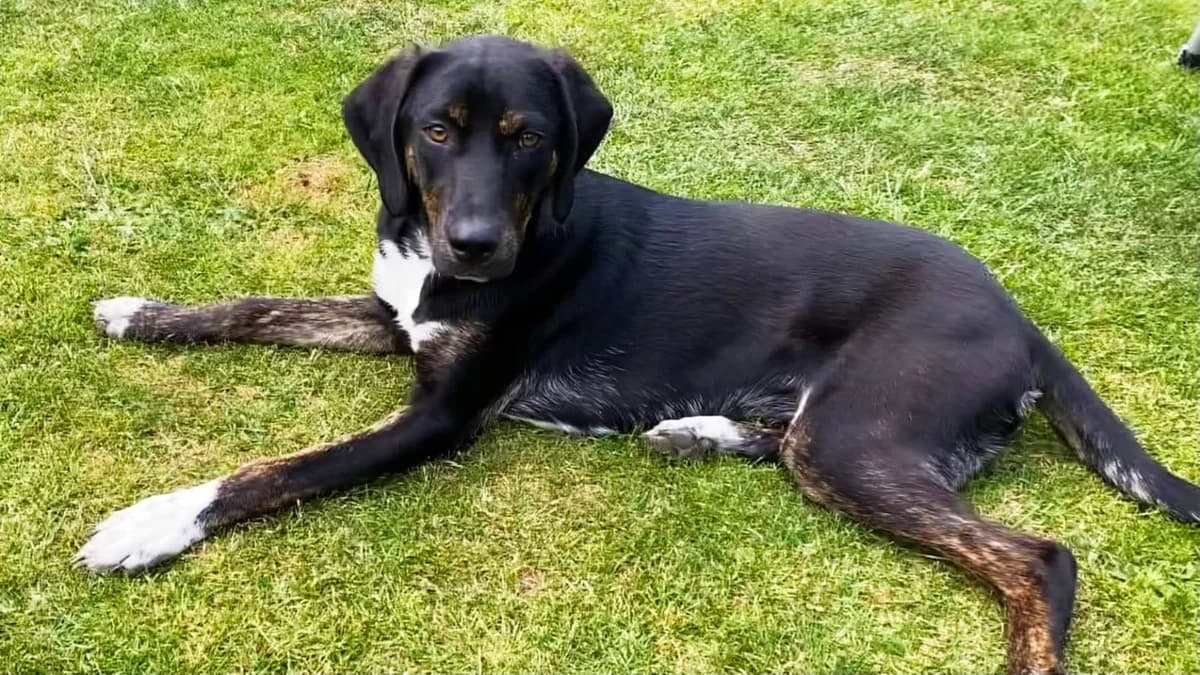 Becky, female puppy Mixed Breed for adoption at Hundehilfe Kreta e.V.