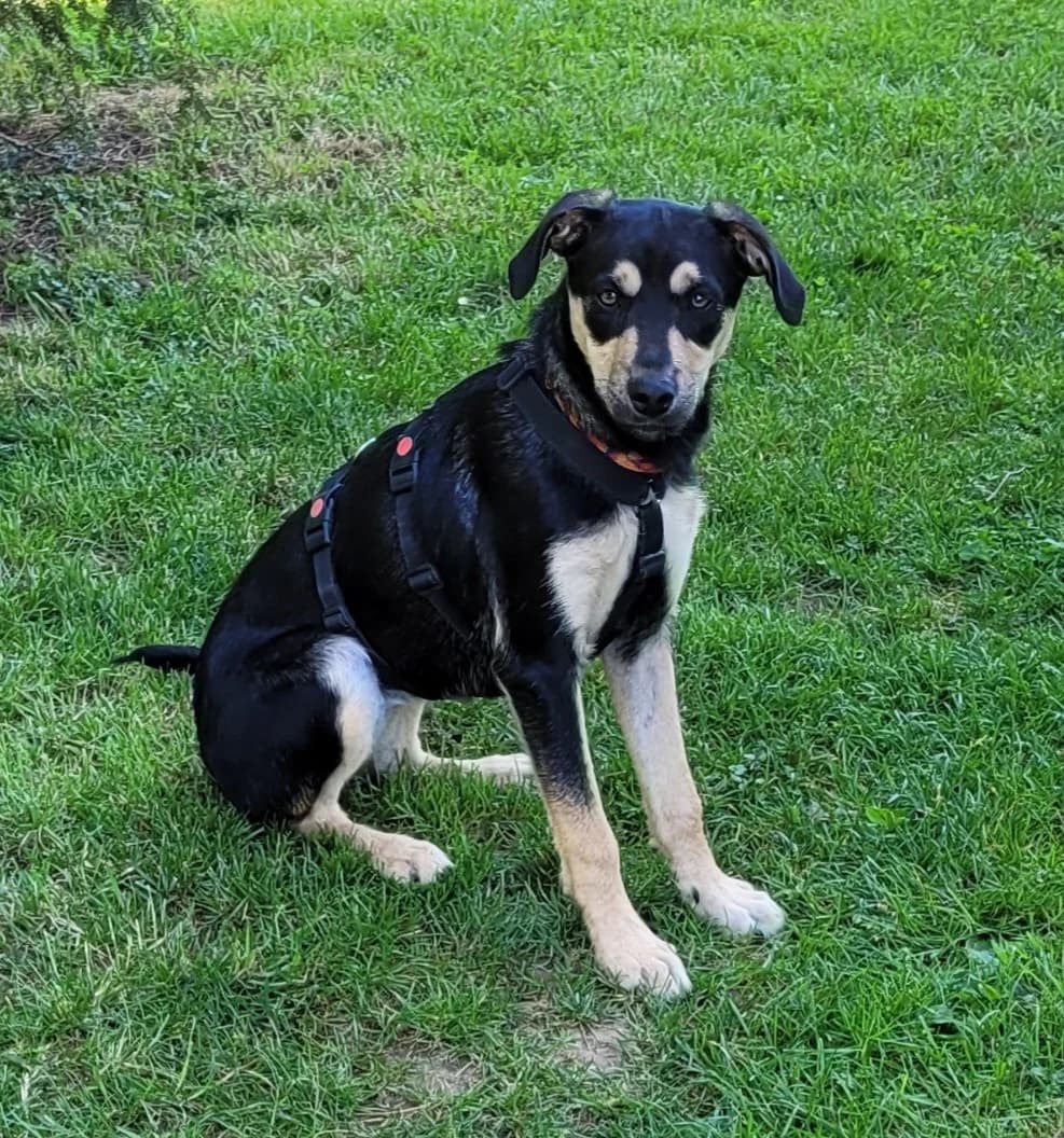Bieni, female puppy Mixed Breed for adoption at Hundehilfe Kreta e.V.