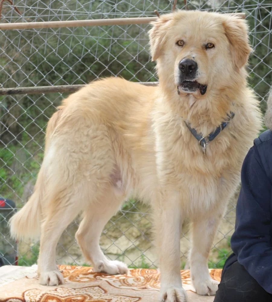 Dias, golden male young Mixed Breed for adoption at Hundehilfe Kreta e.V.