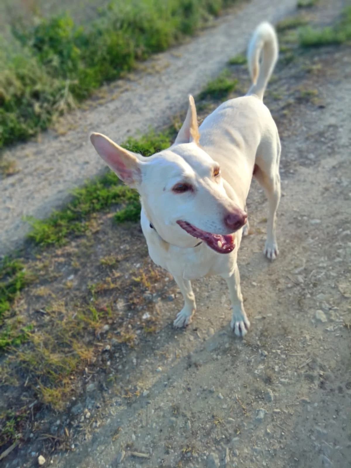 Dolly, female senior Mixed Breed for adoption at Hundehilfe Kreta e.V.