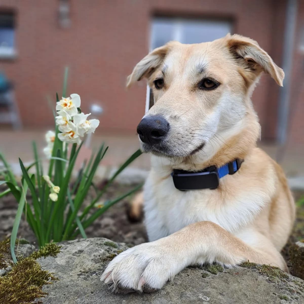 Dorle, female young Mixed Breed for adoption at Hundehilfe Kreta e.V.