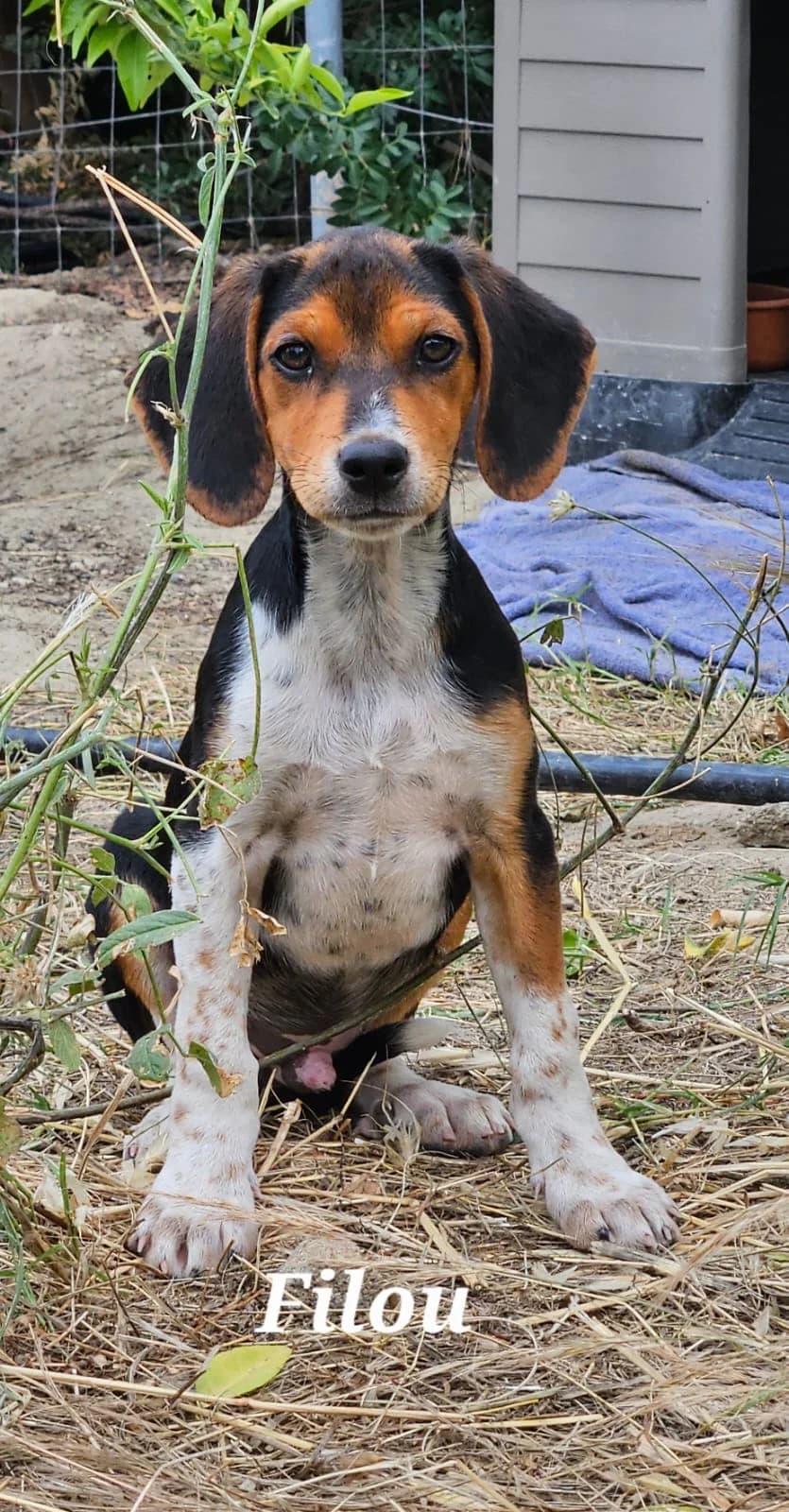 Filou, male puppy Mixed Breed for adoption at Hundehilfe Kreta e.V.