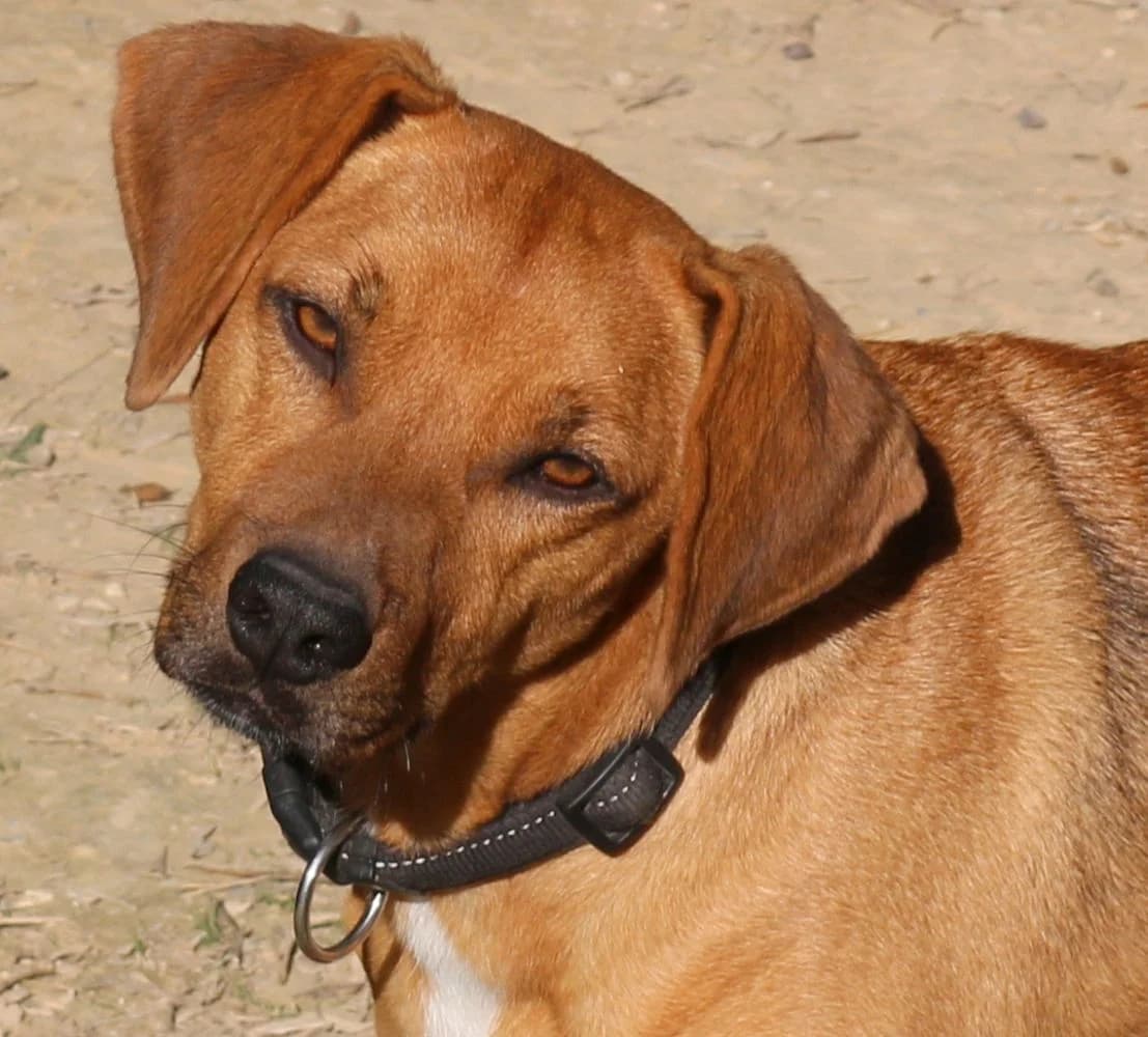 Findus, male senior Mixed Breed for adoption at Hundehilfe Kreta e.V.