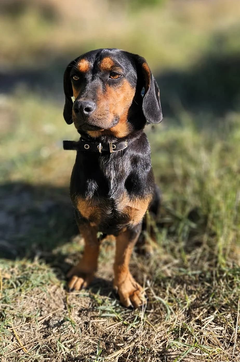 Kira, female young Mixed Breed for adoption at Hundehilfe Kreta e.V.