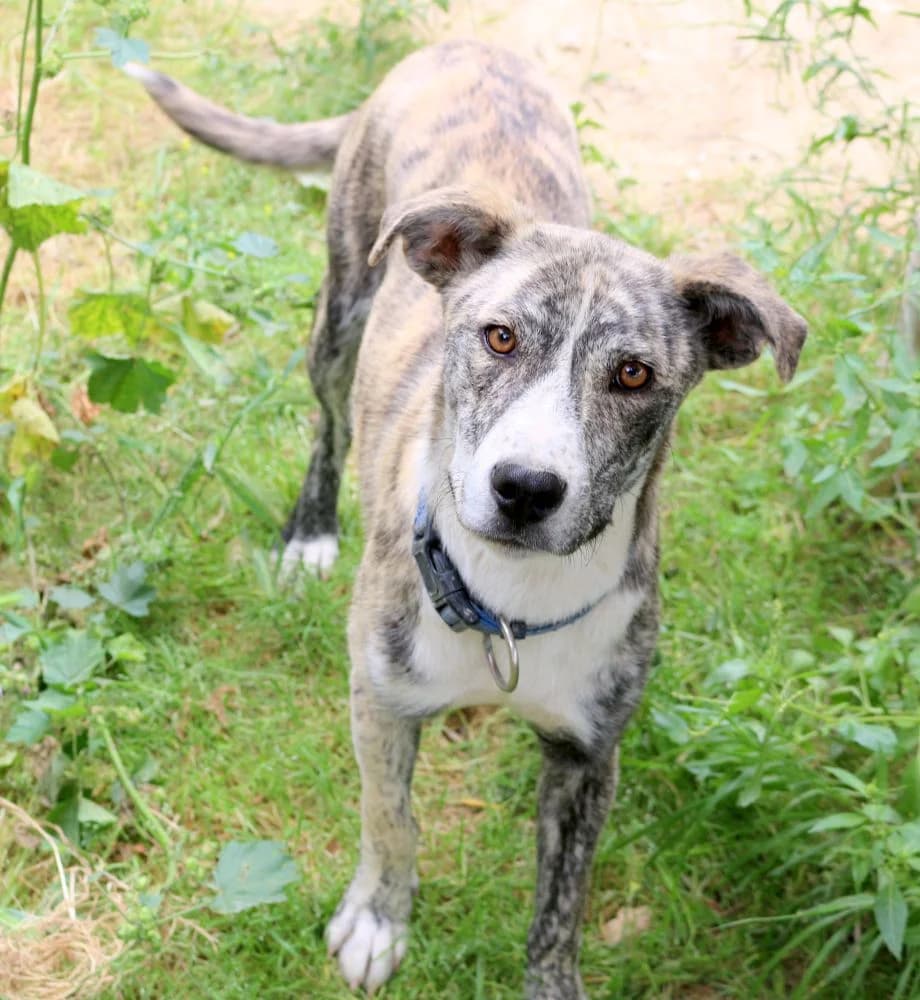 Lia, female puppy Mixed Breed for adoption at Hundehilfe Kreta e.V.