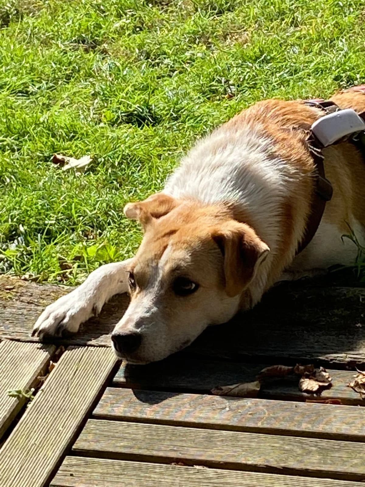 Lovelyn, female 4yo Mixed Breed for adoption at Hundehilfe Kreta e.V.