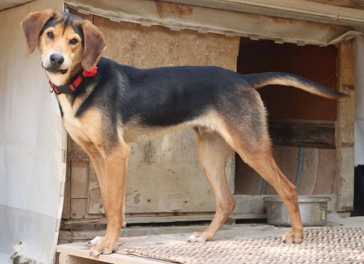 Manos, male young Mixed Breed for adoption at Hundehilfe Kreta e.V.